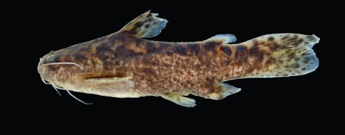 Ferrarissoaresia meridionalis = Holotype-male, córrego Loanda, a small tributary of Rio Roquete, Rio Teles Pires basin, Municipality of Cláudia, Mato Grosso State, Brazil