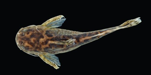 Ferrarissoaresia meridionalis = Holotype-dorsal view-male, córrego Loanda, a small tributary of Rio Roquete, Rio Teles Pires basin, Municipality of Cláudia, Mato Grosso State, Brazil 