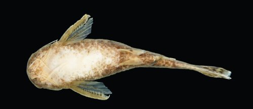 Ferrarissoaresia meridionalis = Holotype-Ventral view-male, córrego Loanda, a small tributary of Rio Roquete, Rio Teles Pires basin, Municipality of Cláudia, Mato Grosso State, Brazil 