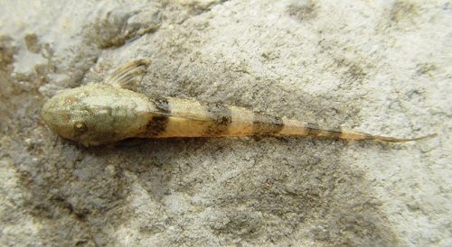 Fonchiiloricaria nanodon = dorsal view