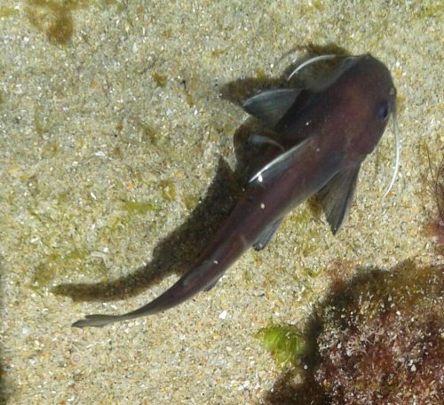 Galeichthys ater = Dorsal view-Midbrak Conservancy, Reebok beach S.A