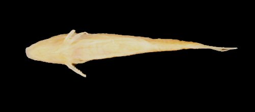 Gelanoglanis stroudi = Preserved specimen-ventral view 