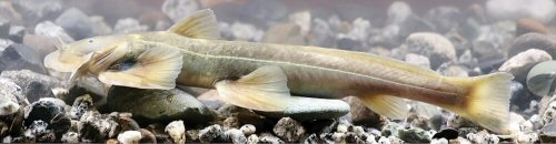 Glaridoglanis verruciloba = live specimen