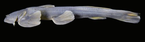 Glaridoglanis verruciloba = lateral view-holotypw