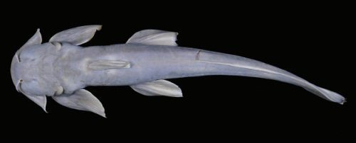 Glaridoglanis verruciloba = dorsal view-holotype