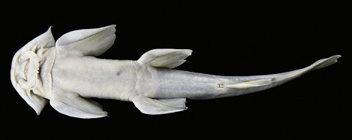 Glaridoglanis verruciloba = ventral view-holotype