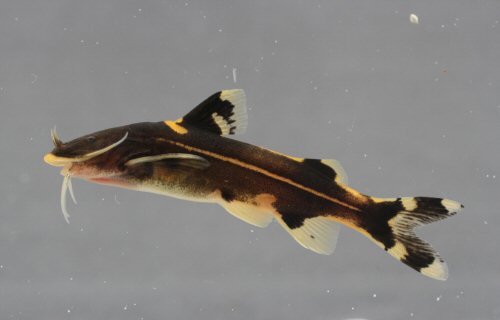 Glyptothorax buchanani 