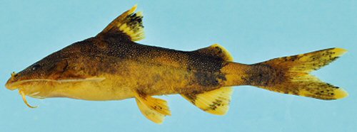 Glyptothorax carnatus = Holotype-showing live colouration