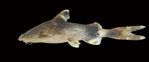 Glyptothorax carnatus