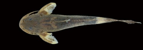 Glyptothorax carnatus = Holotype-dorsal view