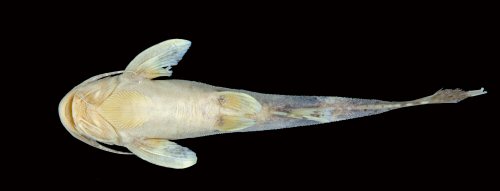 Glyptothorax carnatus = Holotype-ventral view