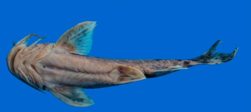 Glyptothorax cous = Ventral view-Iran: Seimareh River, Persian Gulf basin