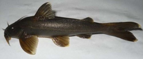 Glyptothorax elankadensis =Holotype-India, Elankadu, Manimala River, Kerala