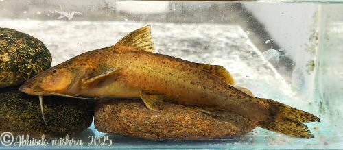 Glyptothorax indicus