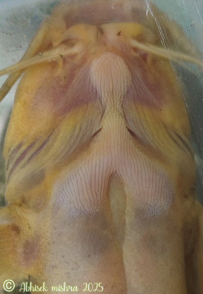 Glyptothorax indicus = Thoracic adhesive apparatus