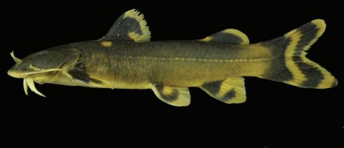 Glyptothorax pulcher= Lateral view-Holotype