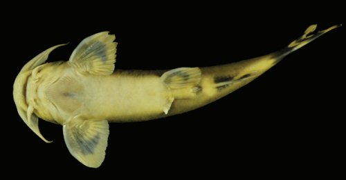 Glyptothorax pulcher = Ventral view-Holotype