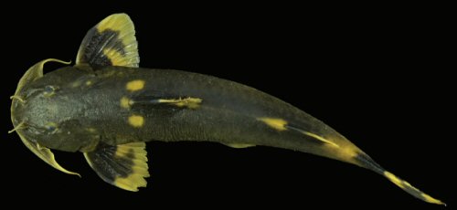 Glyptothorax pulcher = Dorsal view-Holotype