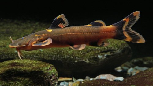 Glyptothorax pulcher = Living specimen-Holotype