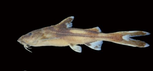 Glyptothorax rhadinus = Holotype-lateral view-Cambodia: Stung Prek Thnot 