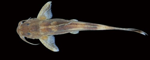 Glyptothorax rhadinus = Holotype-dorsal view-Cambodia: Stung Prek Thnot