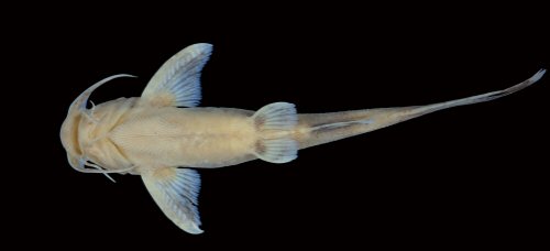 Glyptothorax rhadinus = Holotype-ventral view-Cambodia: Stung Prek Thnot
