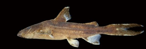 Glyptothorax rhadinus = Paratype-lateral view-showing colour variation-Cambodia: Stung Prek Thnot