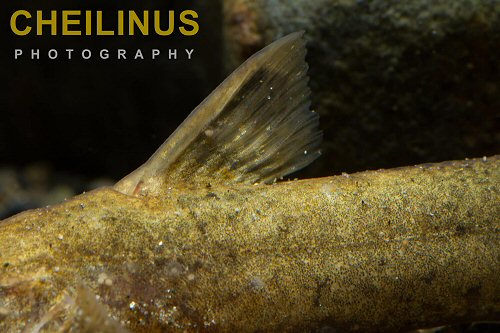 Glyptothorax rugimentum = dorsal view