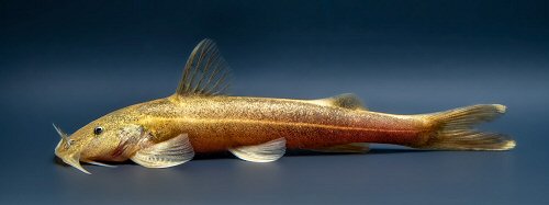 Glyptothorax striatus