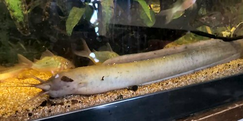 Gymnallabes typus = 3 years old-32 cm TL