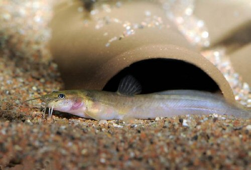 Heptapterus mustelinus 