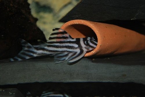 Hypancistrus zebra 