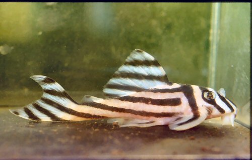 Hypancistrus zebra 