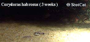 Corydoras habrosus=3 weeks