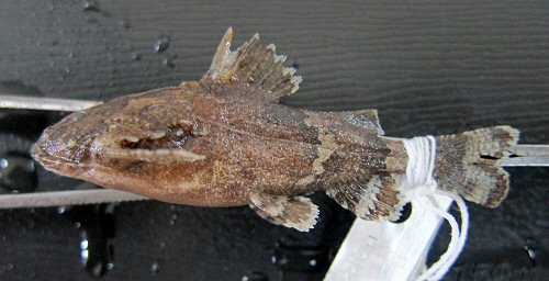 Erethistes koladynensis = Holotype from MUMF (Manipur University Museum of Fishes)