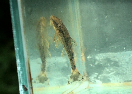 Harttia carvalhoi = Ubatuba - SP, 11680-000, Brasil