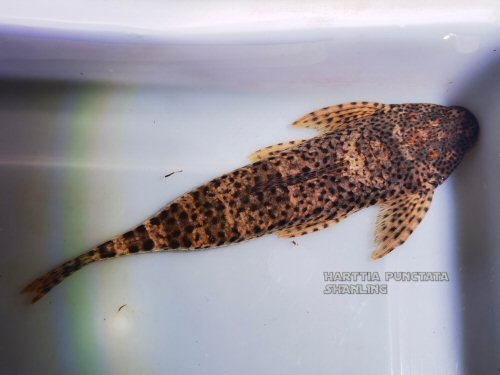 Harttia punctata = dorsal view