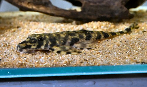 Harttia surinamensis