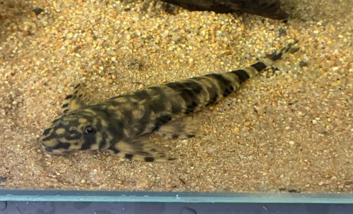 Harttia surinamensis = dorsal view