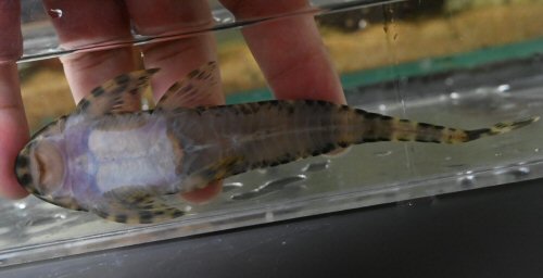 Harttia surinamensis = ventral view