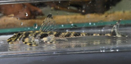 Harttia surinamensis