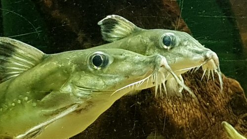 Hassar orestis = head views