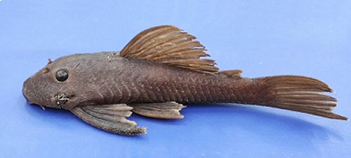 Hemiancistrus fuliginosus