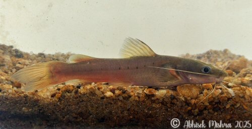 Hemibagrus punctatus = Western ghats, Cauvery river, India