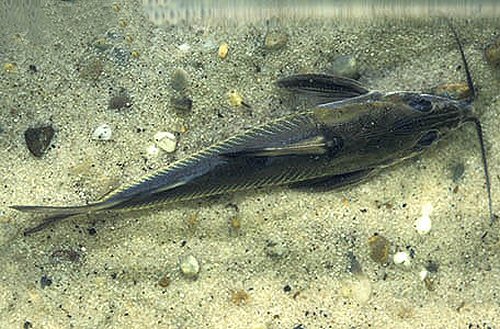 Hemidoras stenopeltis = dorsal view