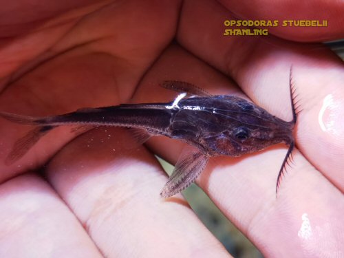 Hemidoras stuebelii = dorsal view
