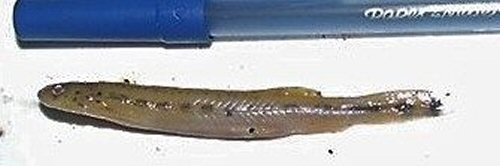 Henonemus taxistigmus