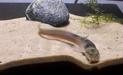 Heptapterus mustelinus = head view