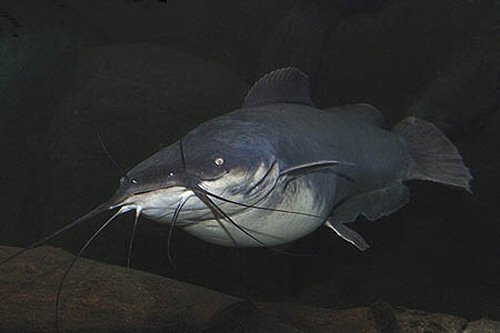 Heterobranchus longifilis