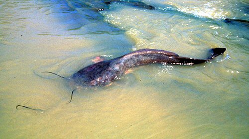 Heterobranchus longifilis = Locality: Côte d'Ivoire Tai National Park 2005